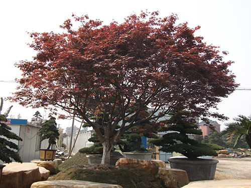 紅楓樹2