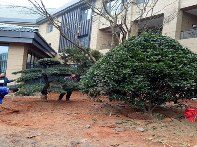 園林施工現(xiàn)場(chǎng)13