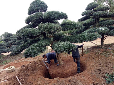 園林施工現(xiàn)場(chǎng)18