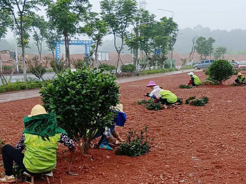 園林綠化工程施工，園林綠化養(yǎng)護(hù)，別墅庭院綠化